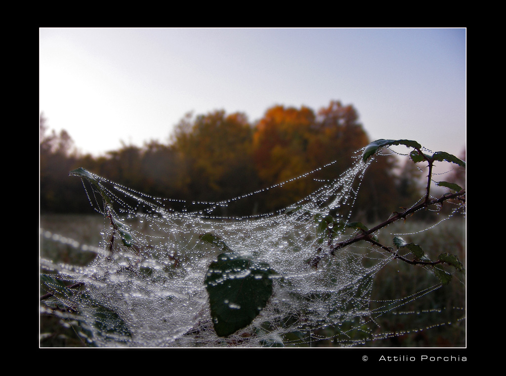 Ragnatela al mattino