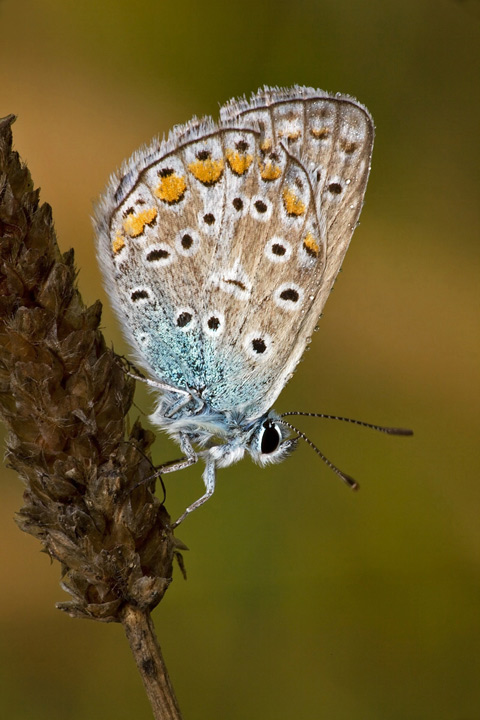 Polyommatus icarus