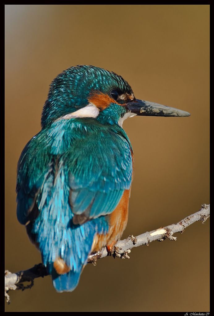 Martino da 2 metri....