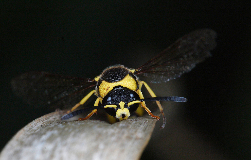 ...Giallo E Nero...!!!