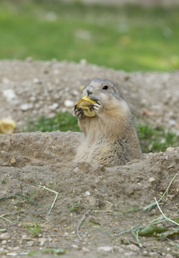 Marmotta a pranzo