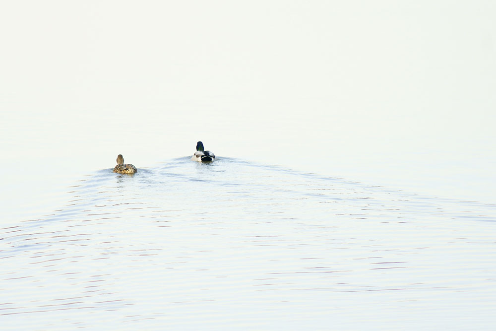 anatre sul Po (high key)