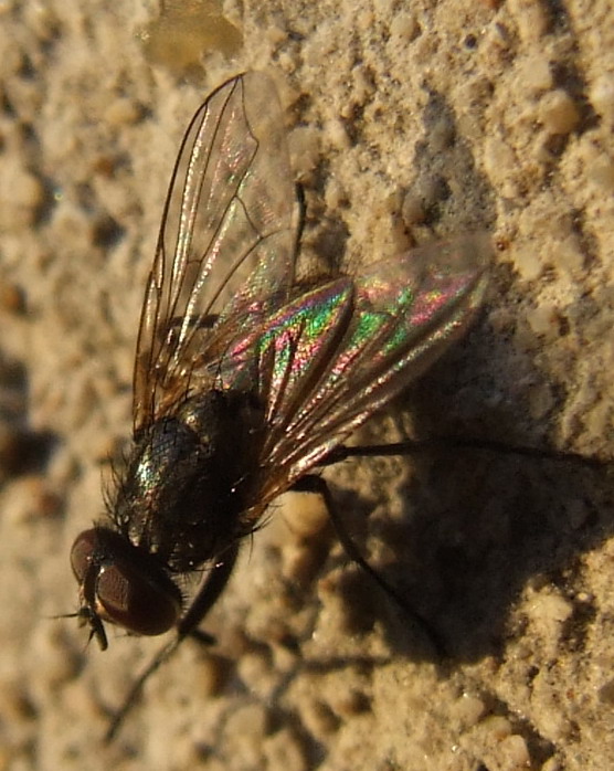 crop dimensioni reali