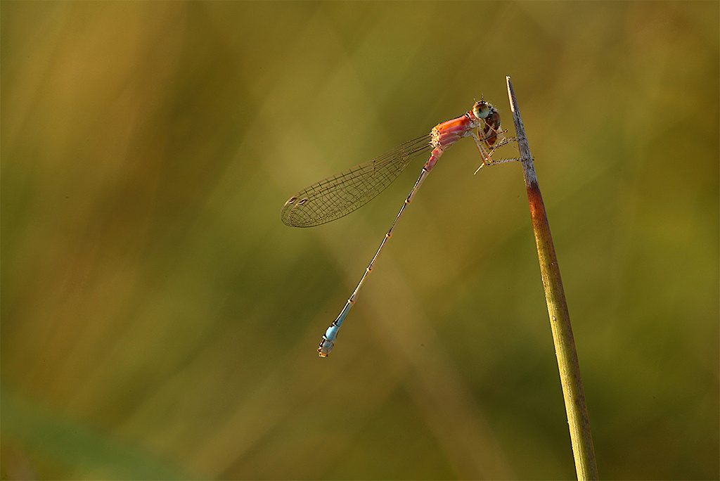 ...Tanto Piccola Quanto Vorace...!!!