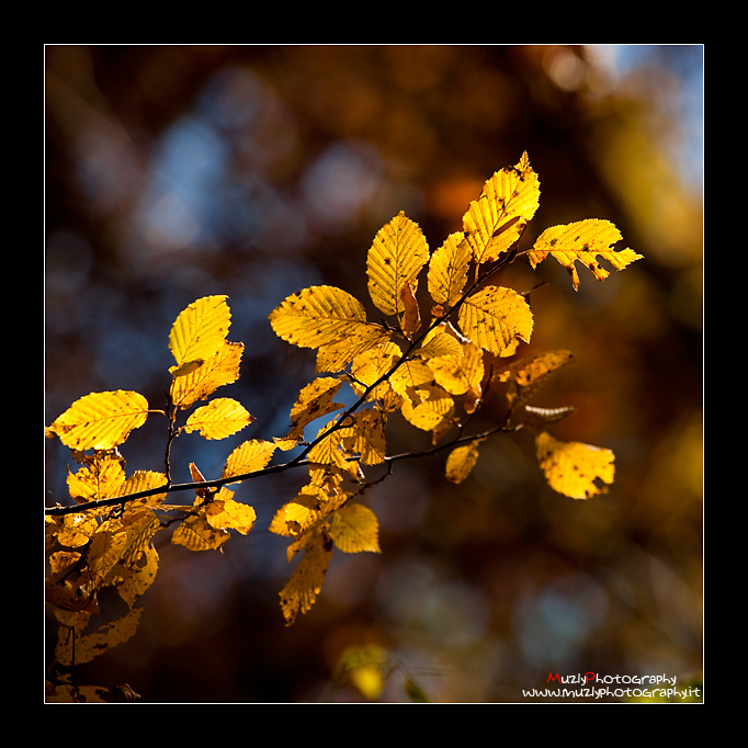 Giallo autunno