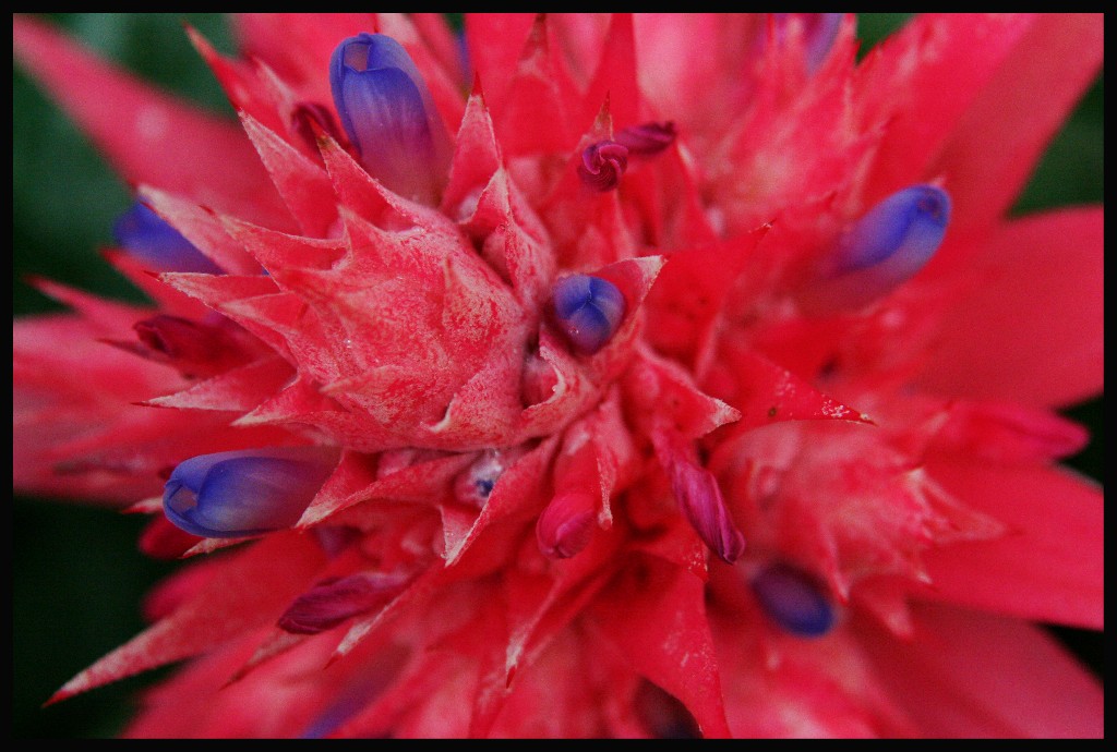 .:Tropical Flowers:.