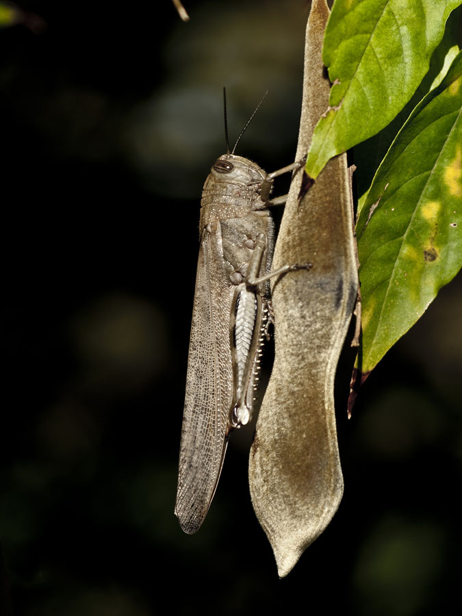 Ancora una locusta