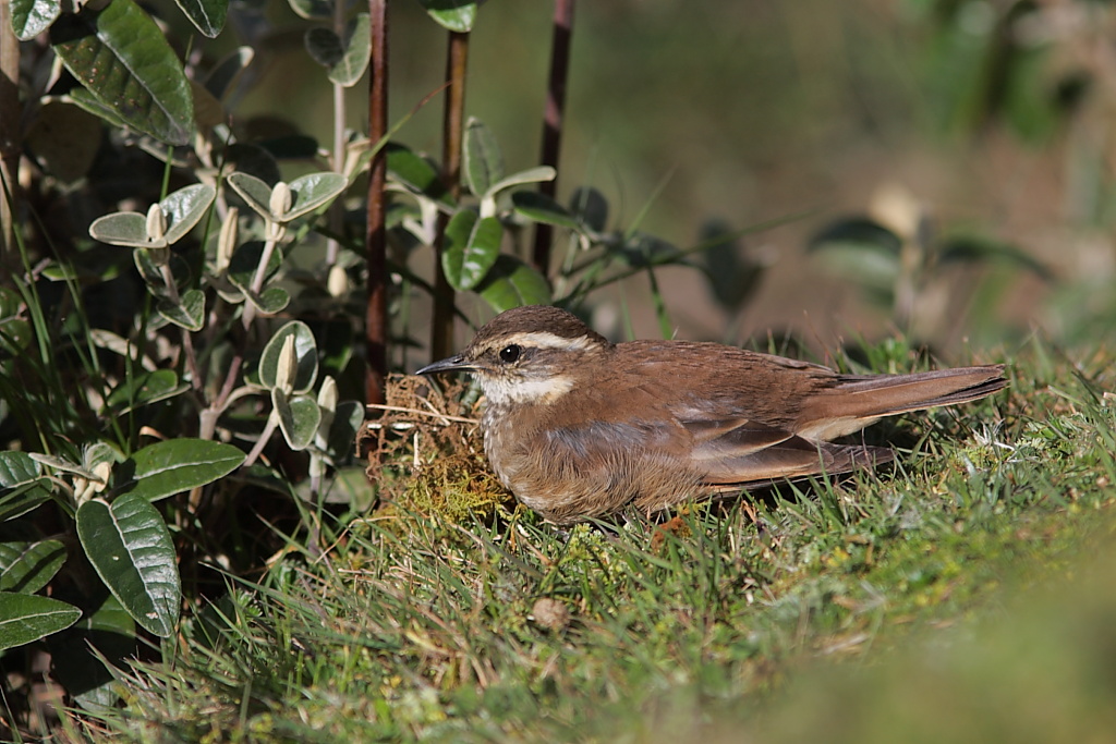 Barbablanca del pacifico