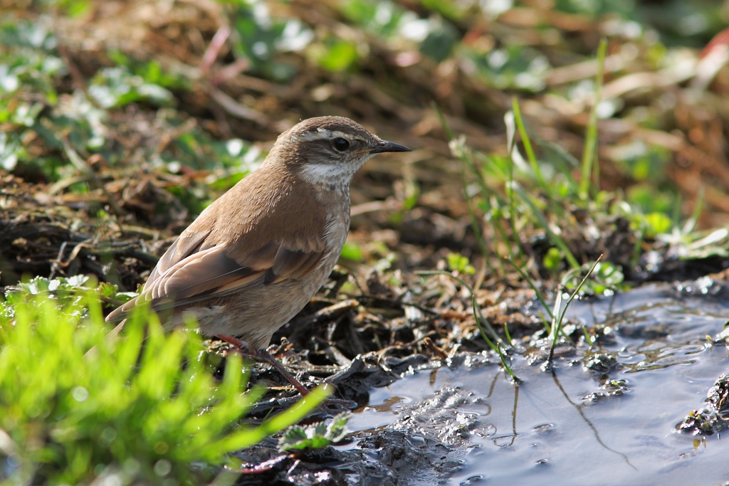 Barbablanca del pacifico