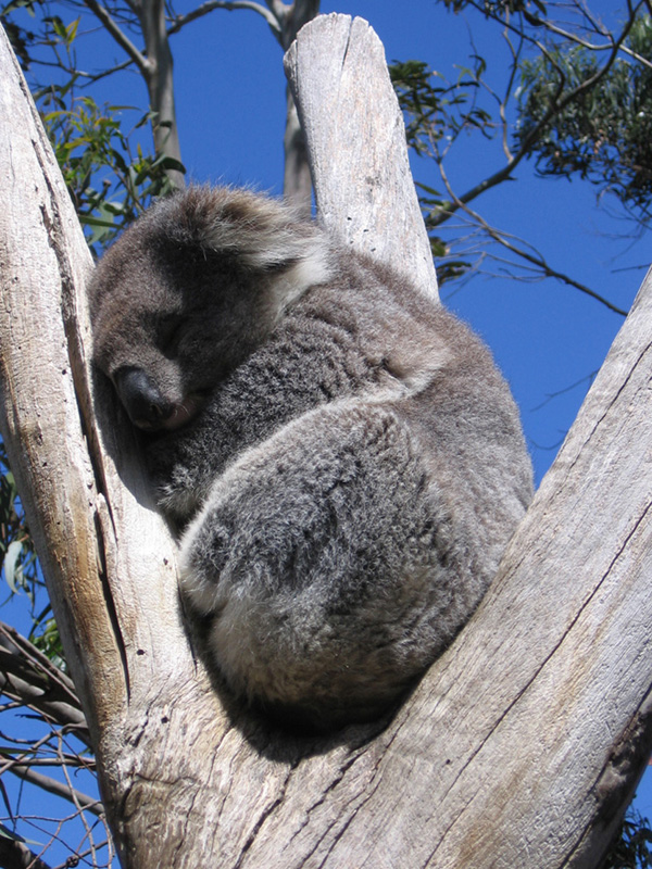 buona notte - australia
