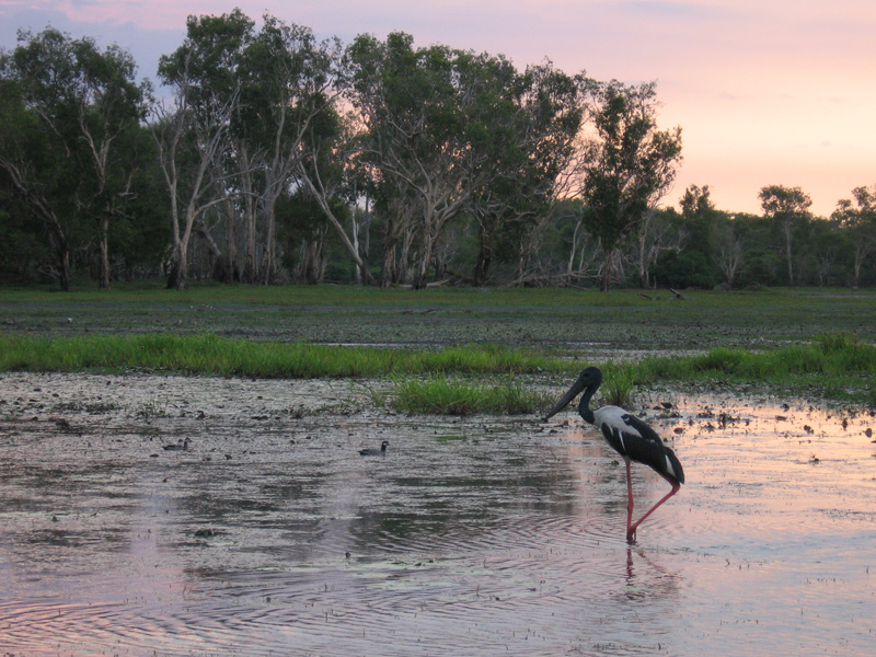 Jabiru - australia