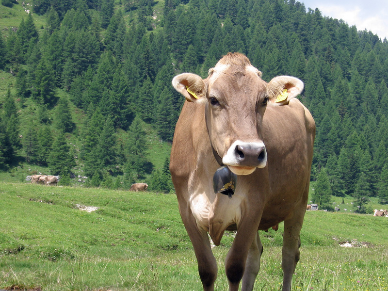 controllo l'intruso!