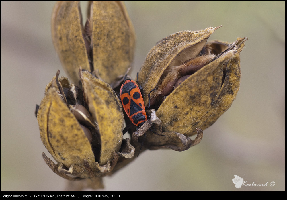 Pyrrhocoris apterus