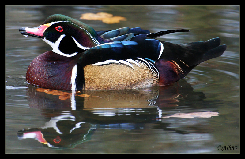 Aix sponsa (Anatra carolina)