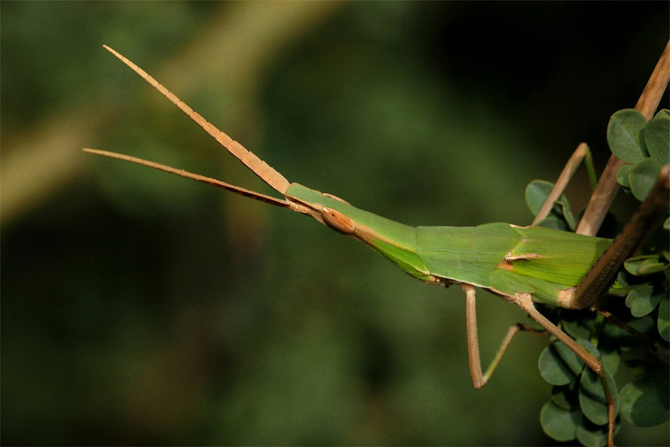 ...Primo Piano...!!!