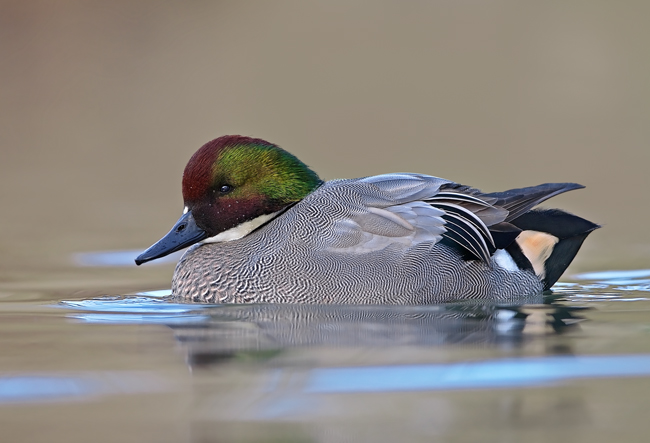 Alzavola (Anas crecca)