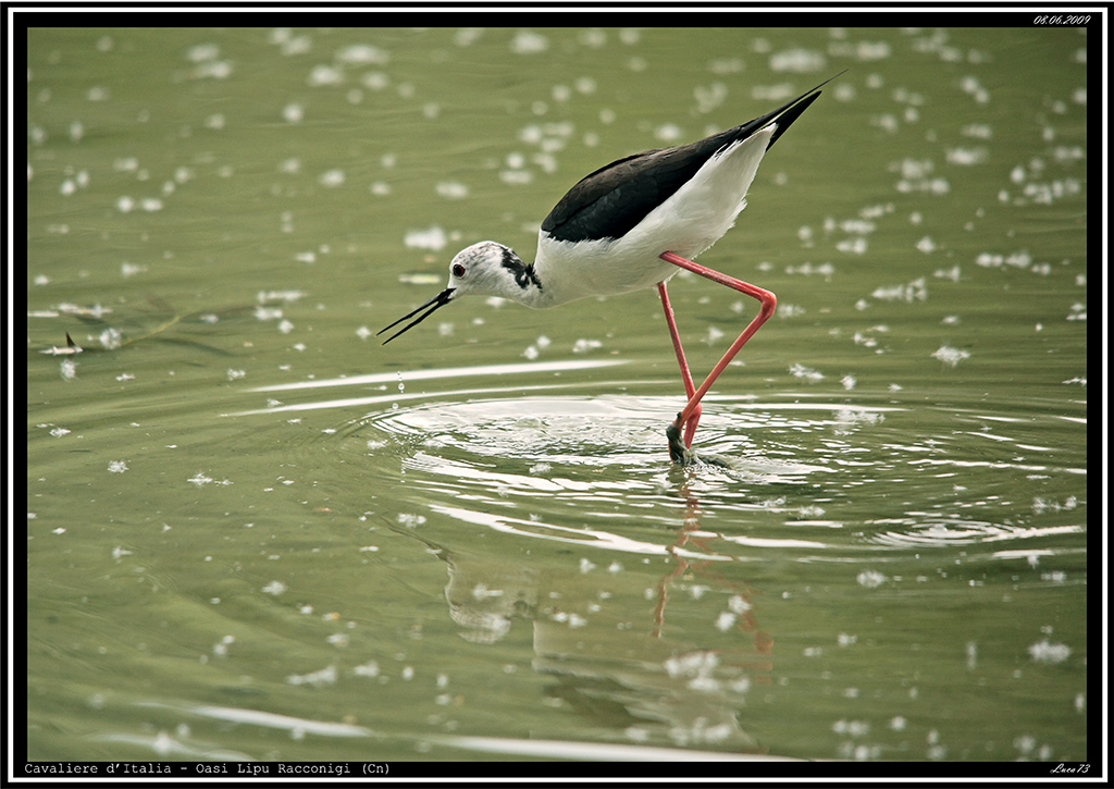 Cavaliere d'Italia # 3