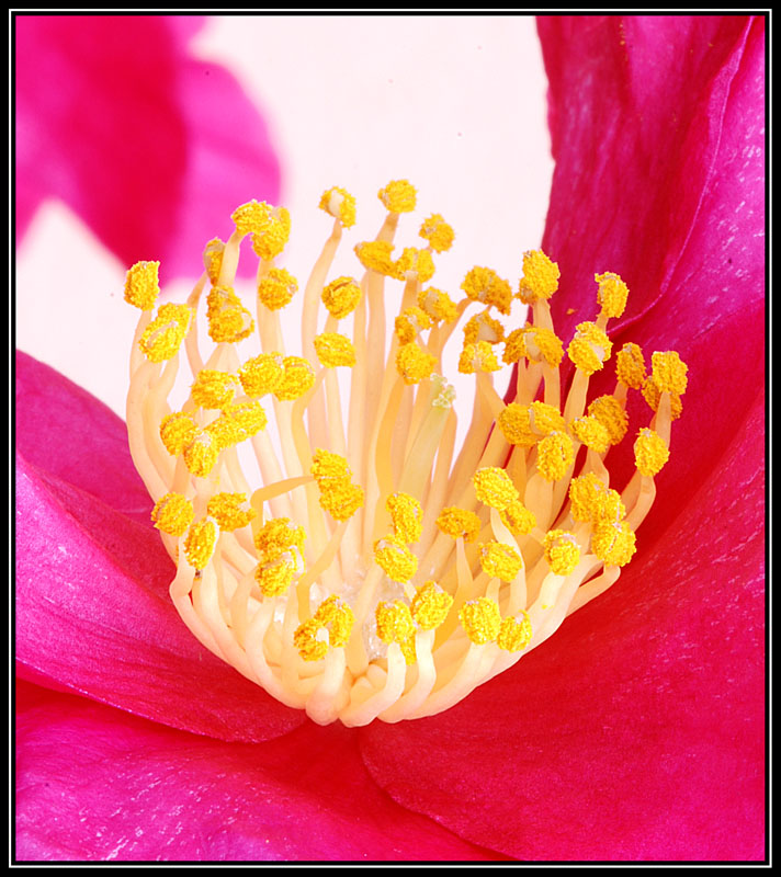 Cuore di una....camelia