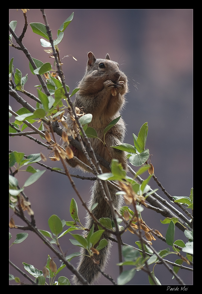 Scoiattolo delle Rocce