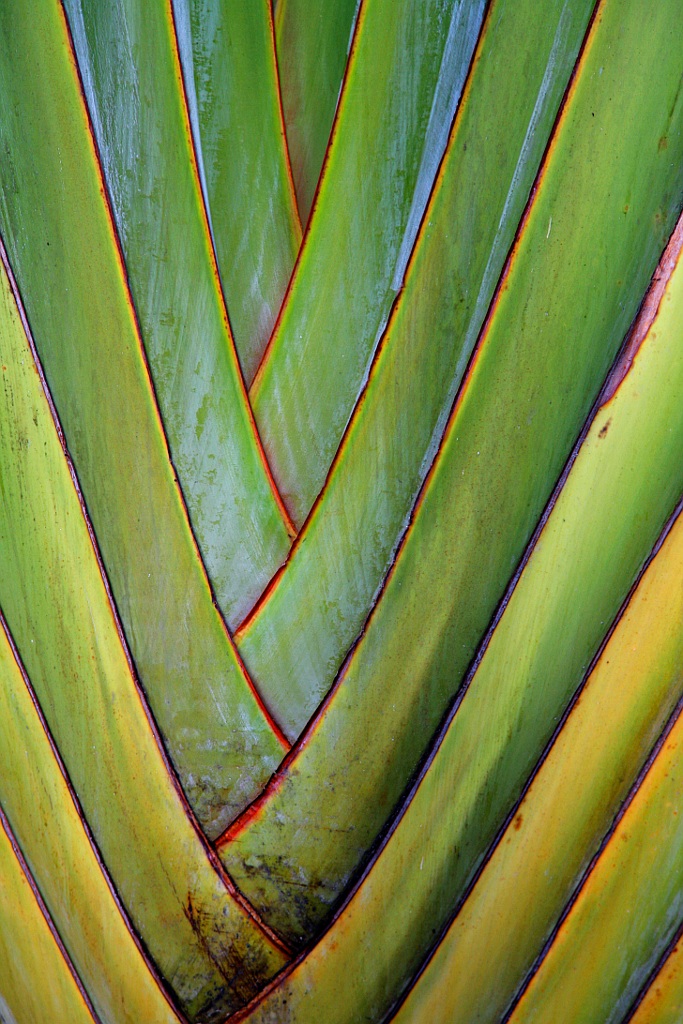 Palma del viaggiatore