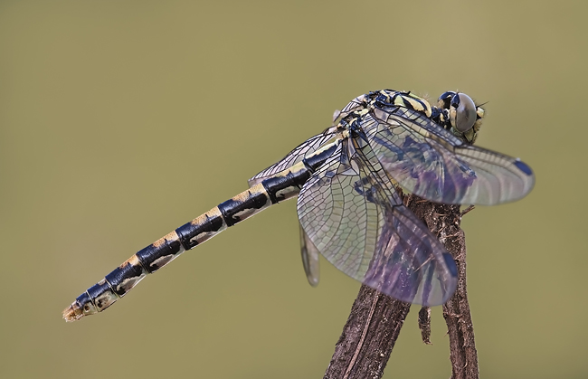 Libellula