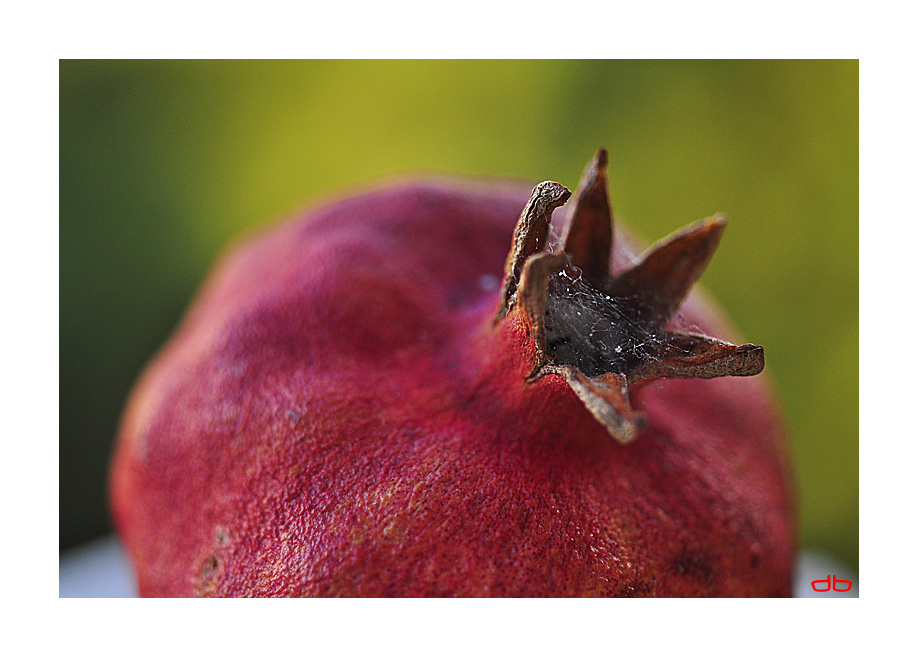 Life inside the petiole