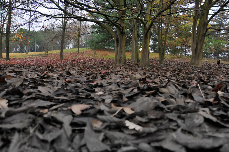 Una giornata uggiosa