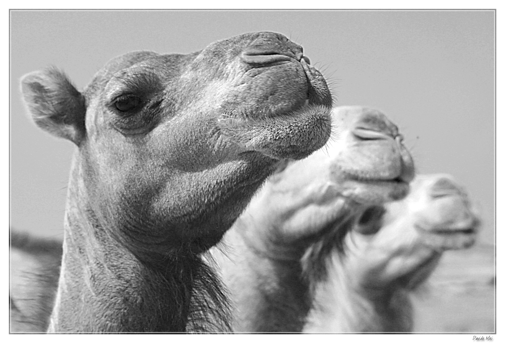 Siamo dromedari o caporali?