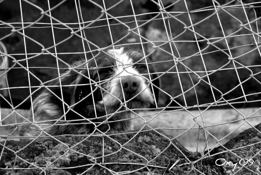 natura dietro le sbarre