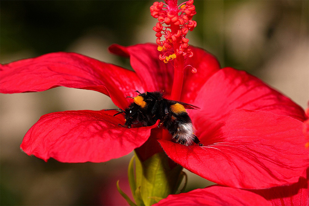 ...Colori Forti...!!!