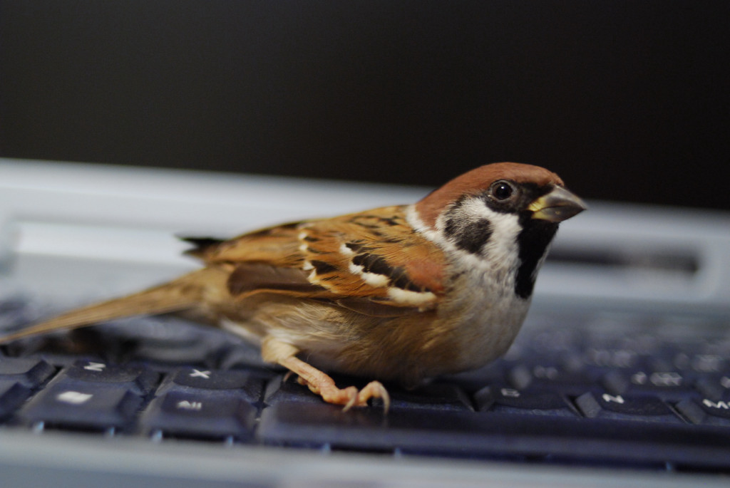 S� volare ma vorrebbe navigare...(2)