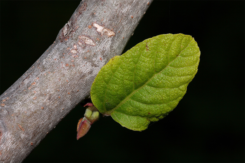 ...Io Crescer�...!!!