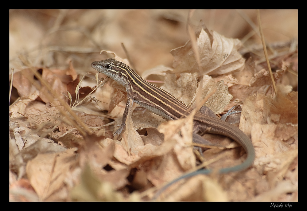Lucertola a striscie degli altopiani - Cnemidophorus velox