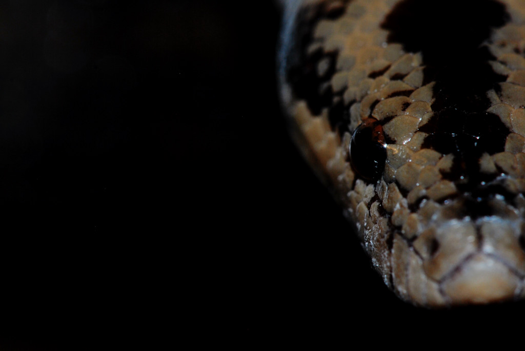 "snakes can scare the crap out of you...but aren't they..astonishing?"