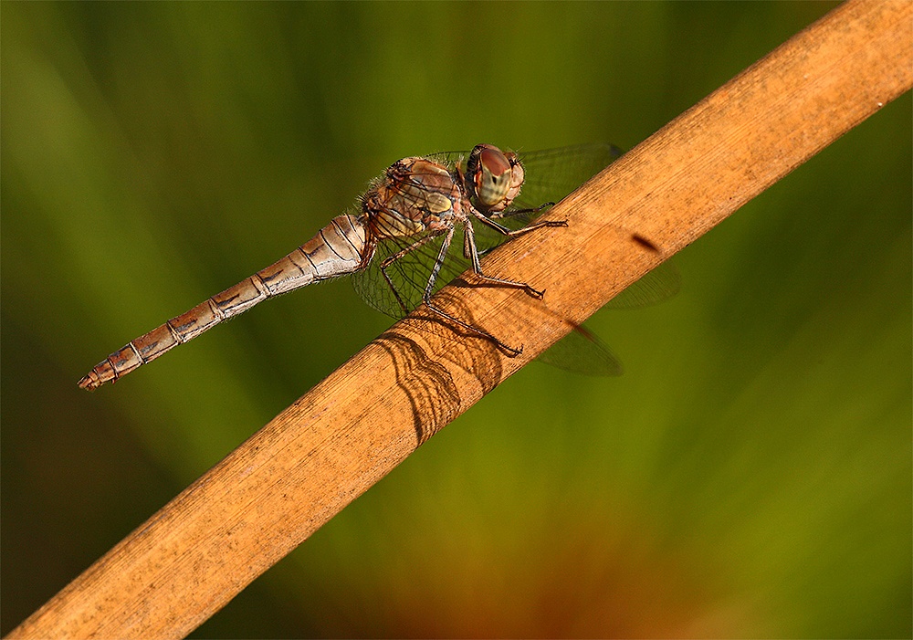 ...In Mezzo Ai Papiri...!!!