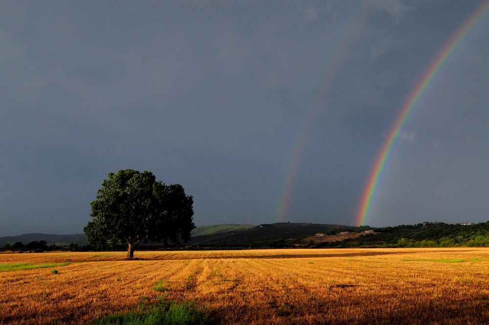 quercia&arcobaleno