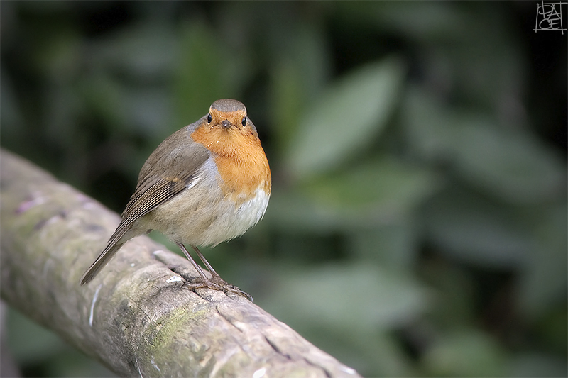 "Round" Robin