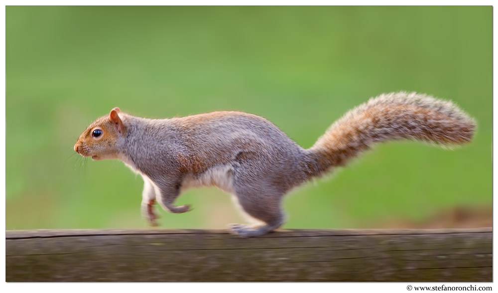 Scoiattolo