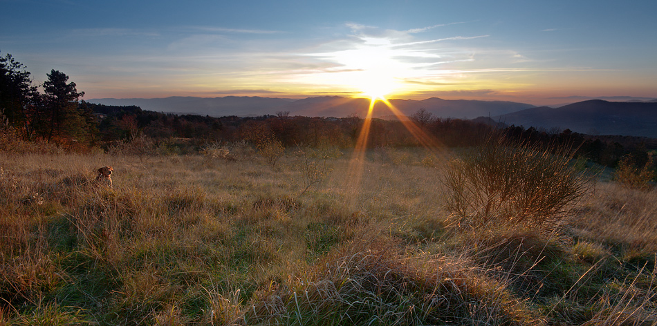 Tramonto con cane
