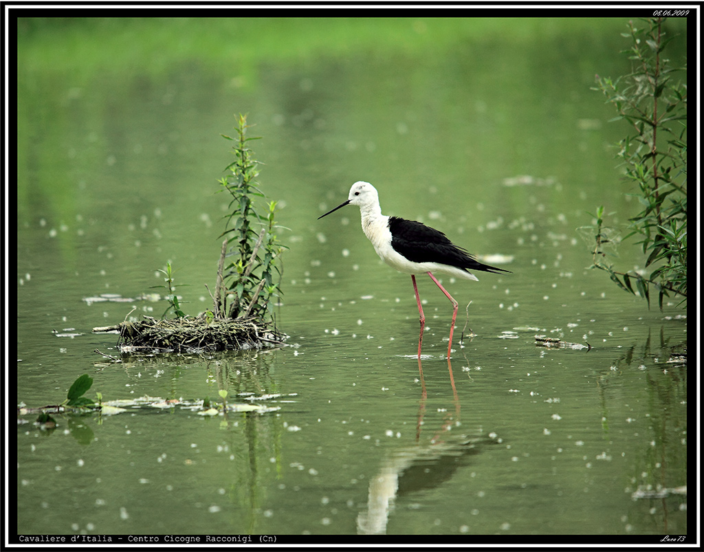 Cavaliere d'Italia # 5