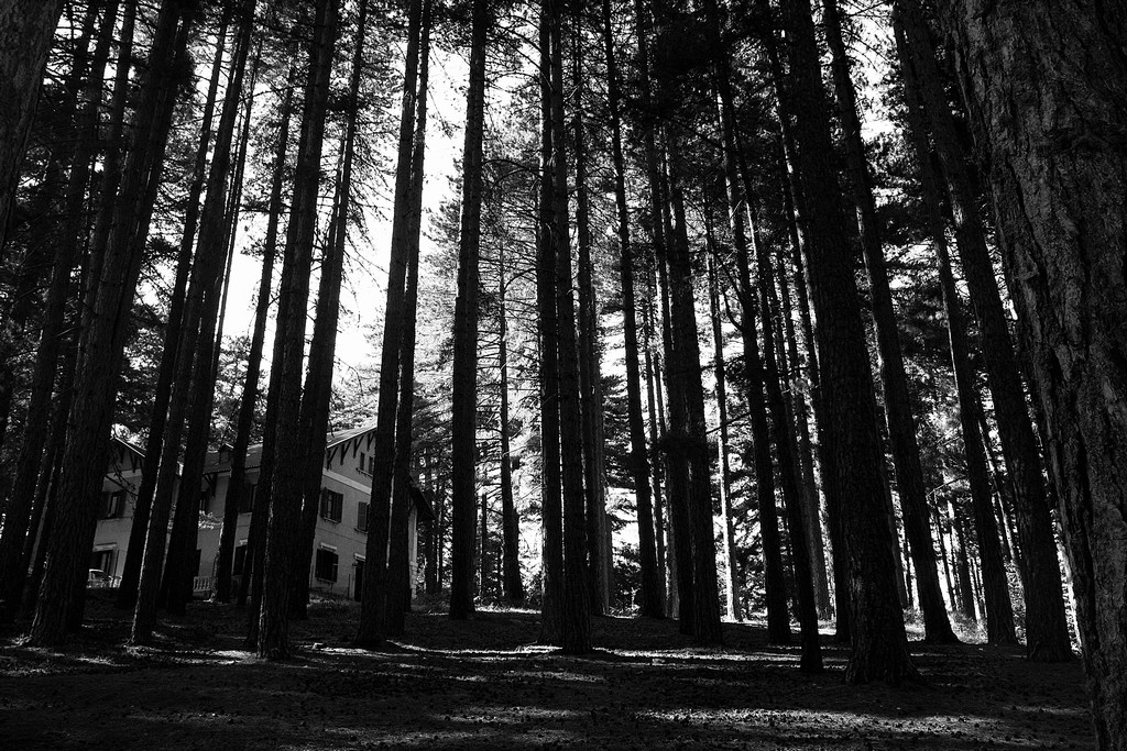 Villa tra gli alberi