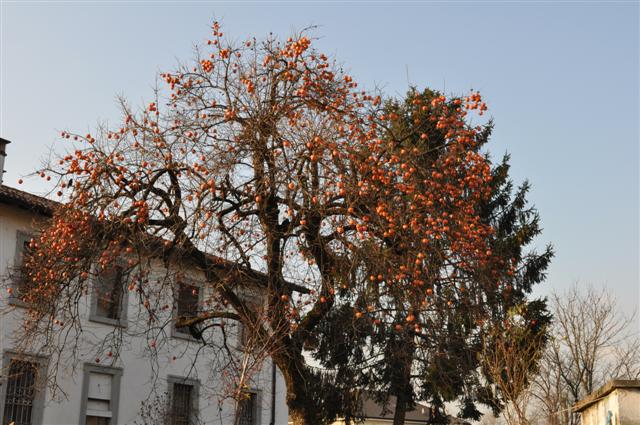 albero dei cachi