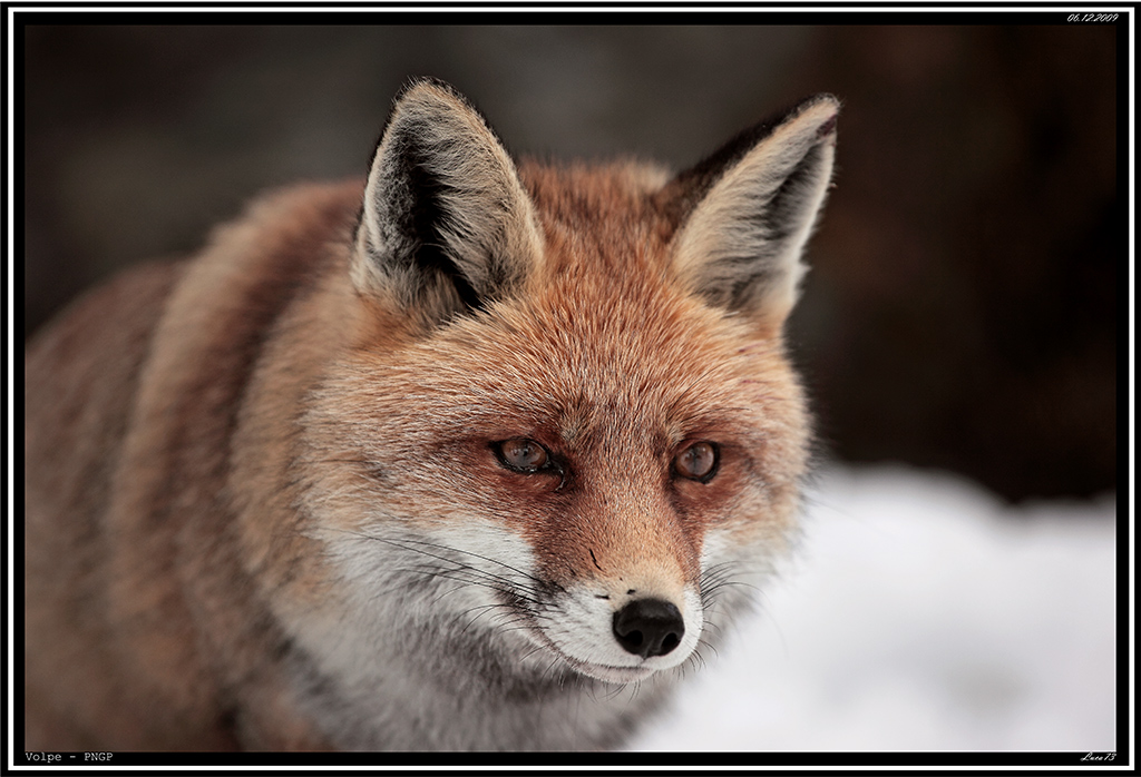 Volpe PNGP # 4