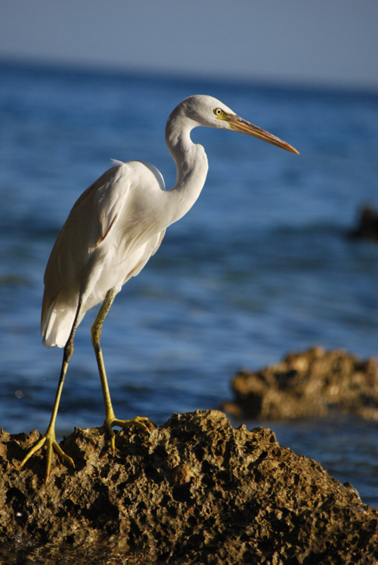 Airone sul Mar Rosso