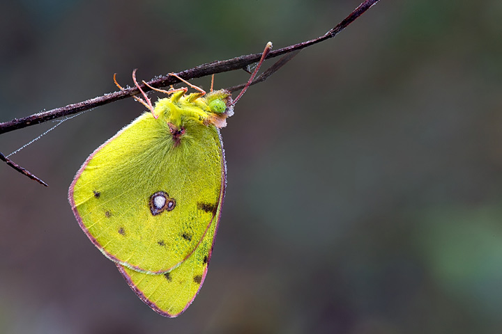 Colias