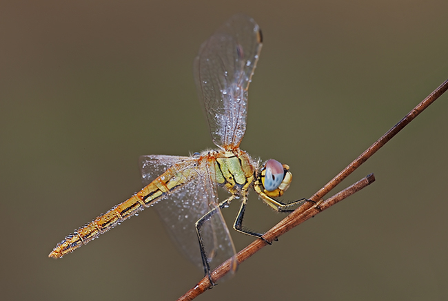 Sympetrum fonscolombii