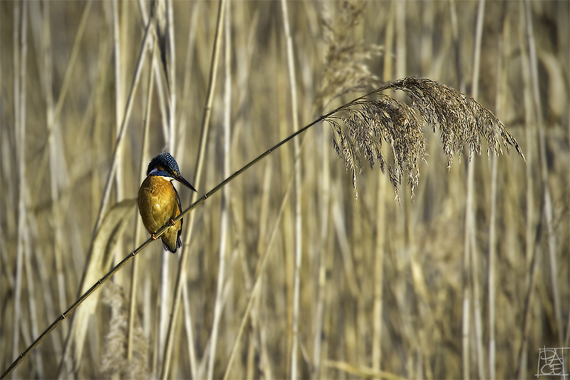 Martino solitario...