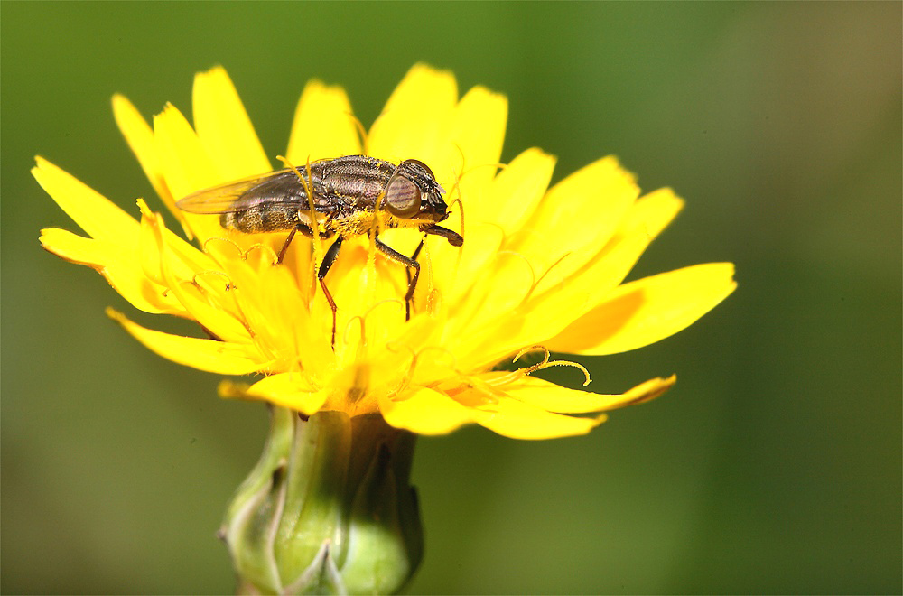 ...Il Mio Piccolo Mondo...!!!