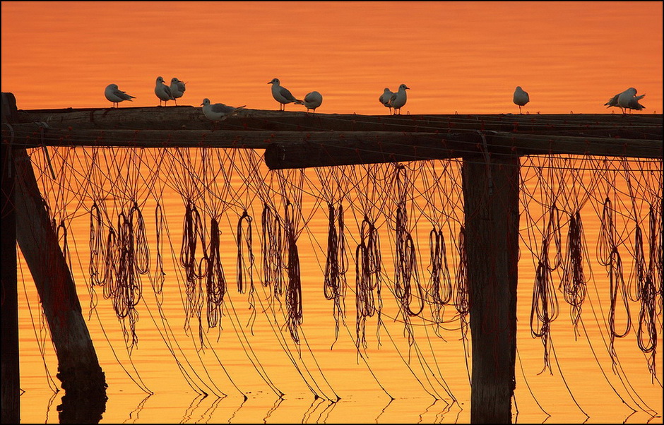 Siam stanchi di volare