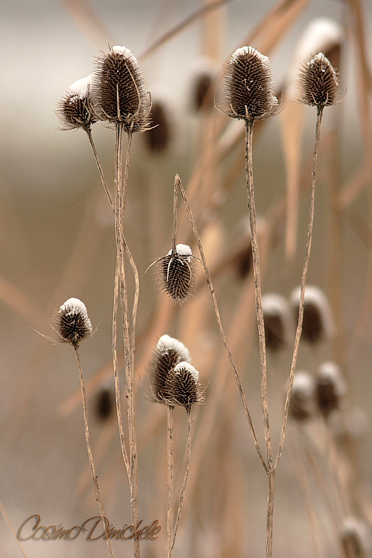 Cardellino...... garantisco che c'era